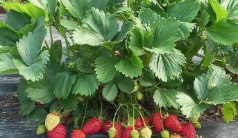 IMG_20210525_104741 IMG_20210525_104741